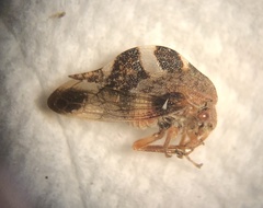 Cyrtolobus tuberosus