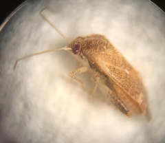 Hamatophylus guttulosus