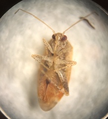 Hamatophylus guttulosus