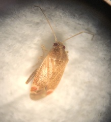 Hamatophylus guttulosus