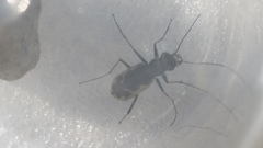 Neocicindela tuberculata