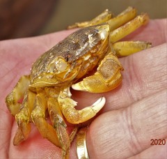Grapsus fourmanoiri