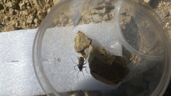 Neocicindela tuberculata