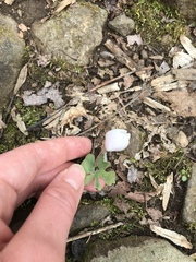 Anemonoides quinquefolia