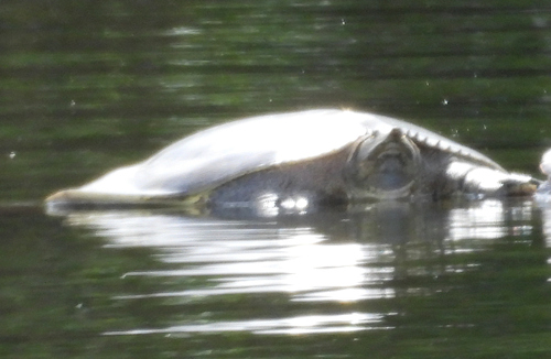 Spiny Softshell observed by cooperjohn