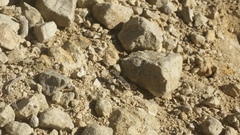 Neocicindela tuberculata