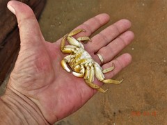 Grapsus fourmanoiri