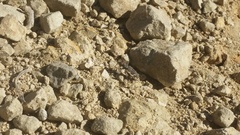 Neocicindela tuberculata