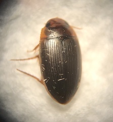 Copelatus glyphicus