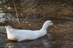 Anas platyrhynchos domesticus
