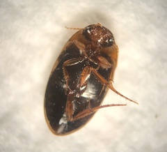 Copelatus glyphicus