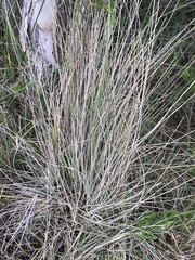 Poa morrisii