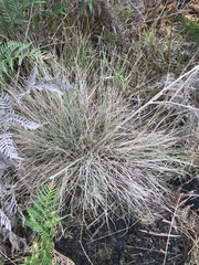 Poa morrisii