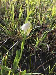 Fritillaria liliacea