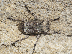 Leptostylus transversus