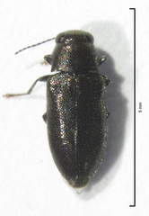 Maoraxia eremita