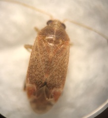 Hamatophylus guttulosus