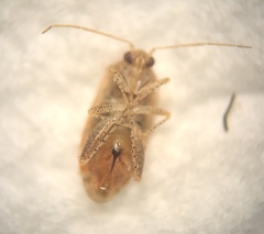 Hamatophylus guttulosus