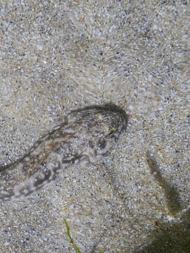 Scartella cristata