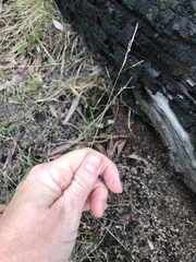 Poa morrisii