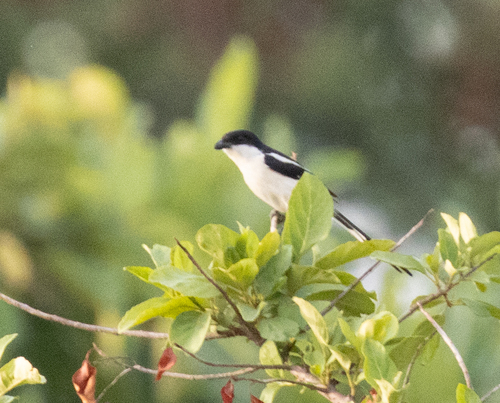 Northern Fiscal (Lanius humeralis), photo 3
