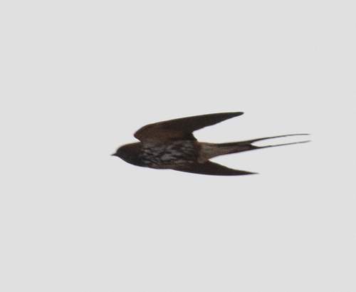 Lesser Striped Swallow