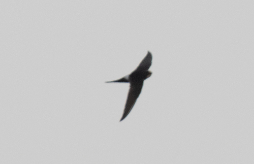 White-rumped Swift
