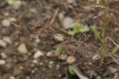 Agrostis clavata