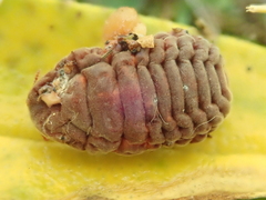 Coelostomidia zealandica