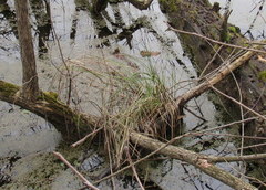 Carex decomposita