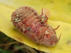 Coelostomidia zealandica