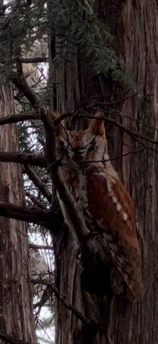 Eastern Screech-Owl observed by garlicmustardhater