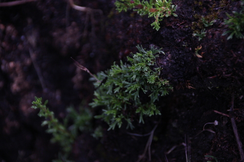 iNaturalist observation photo of Plants