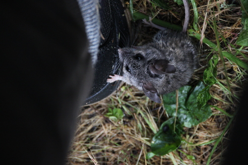 iNaturalist observation photo of North American Deer Mice