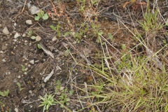 Agrostis clavata