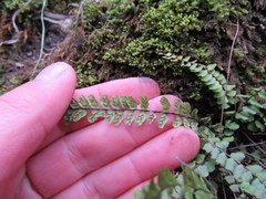 Asplenium trichomanes quadrivalens