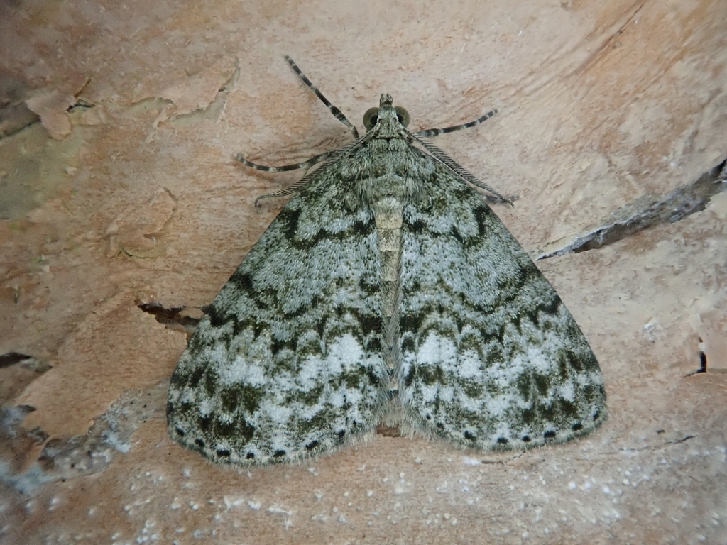 Pseudocoremia indistincta
