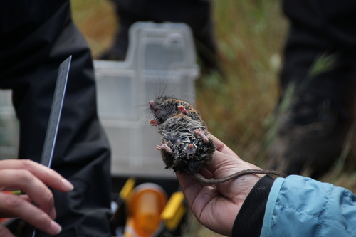 iNaturalist observation photo of North American Deer Mice