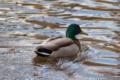 Anas platyrhynchos