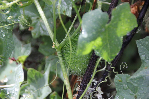 iNaturalist observation photo of California manroot