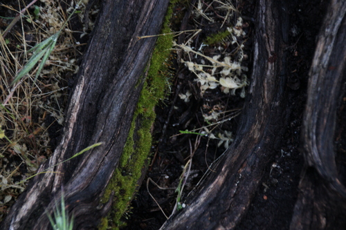 iNaturalist observation photo of Mosses