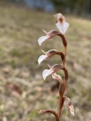 Schiedeella transversalis