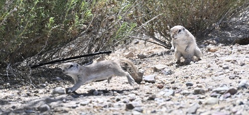 Round-tailed Ground Squirrel observed by geco4sea