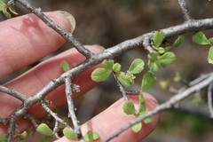 Prunus havardii, photograph (c) Michelle W. （鍾偉瑋）, some rights reserved (CC BY)