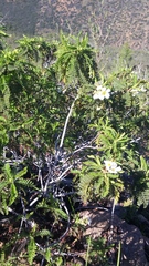 Chamaebatia australis