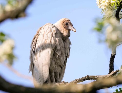 Black Vulture, Barber Lake, Newtown Public Park, Newtown, OH 45244, USA, photo 10 of 10