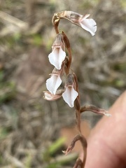 Schiedeella transversalis