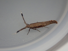 Protosynaema steropucha