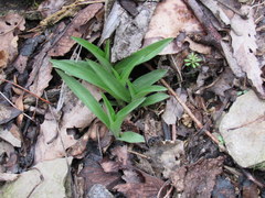 Hemerocallis fulva