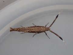 Protosynaema steropucha